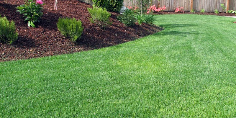 Turf & Synthetic Turf